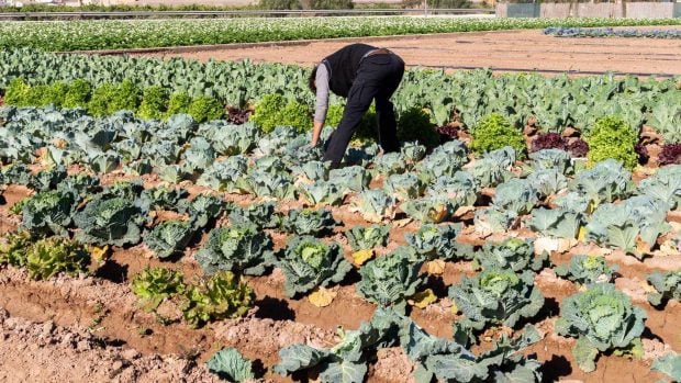 agricultura campo
