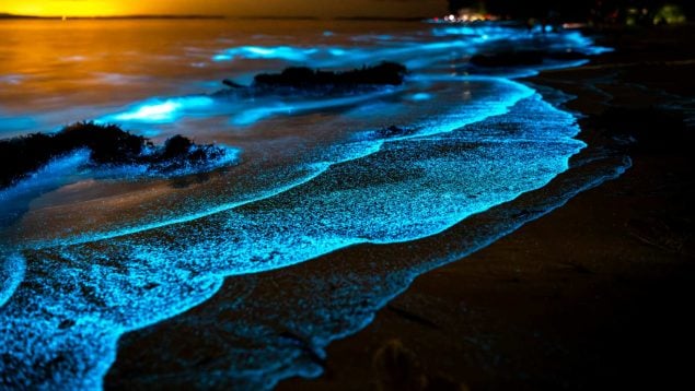 Qué es la bioluminiscencia