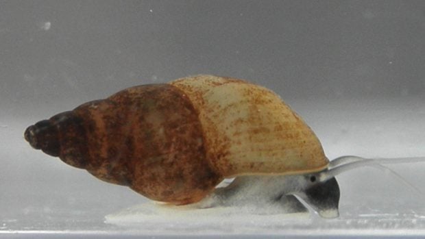 Potamopyrgus antipodarum, especie invasora