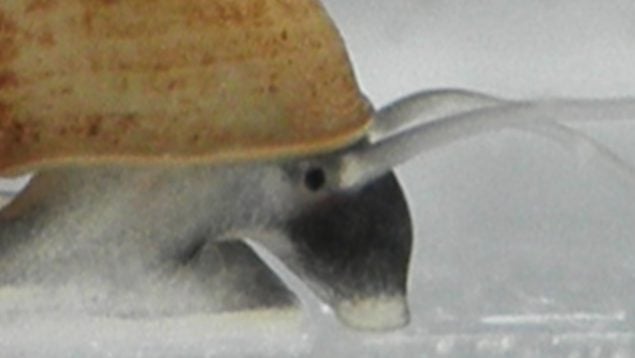 Animales, caracol, especie invasora