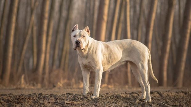 Dogo argentino