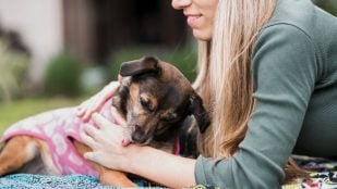 Perros, animales, mascotas