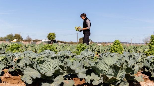 Ruralitud relevo generacional