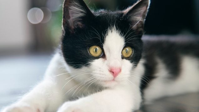 Gato