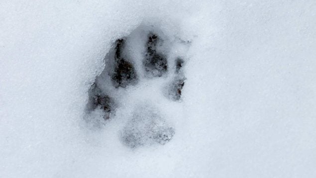 Perros en la Edad de Hielo