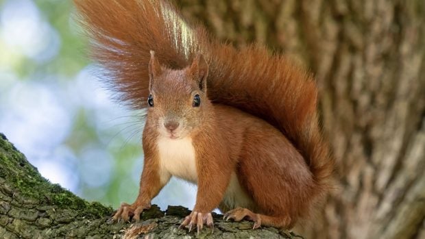 Sciurus vulgaris, animales, especie exóica