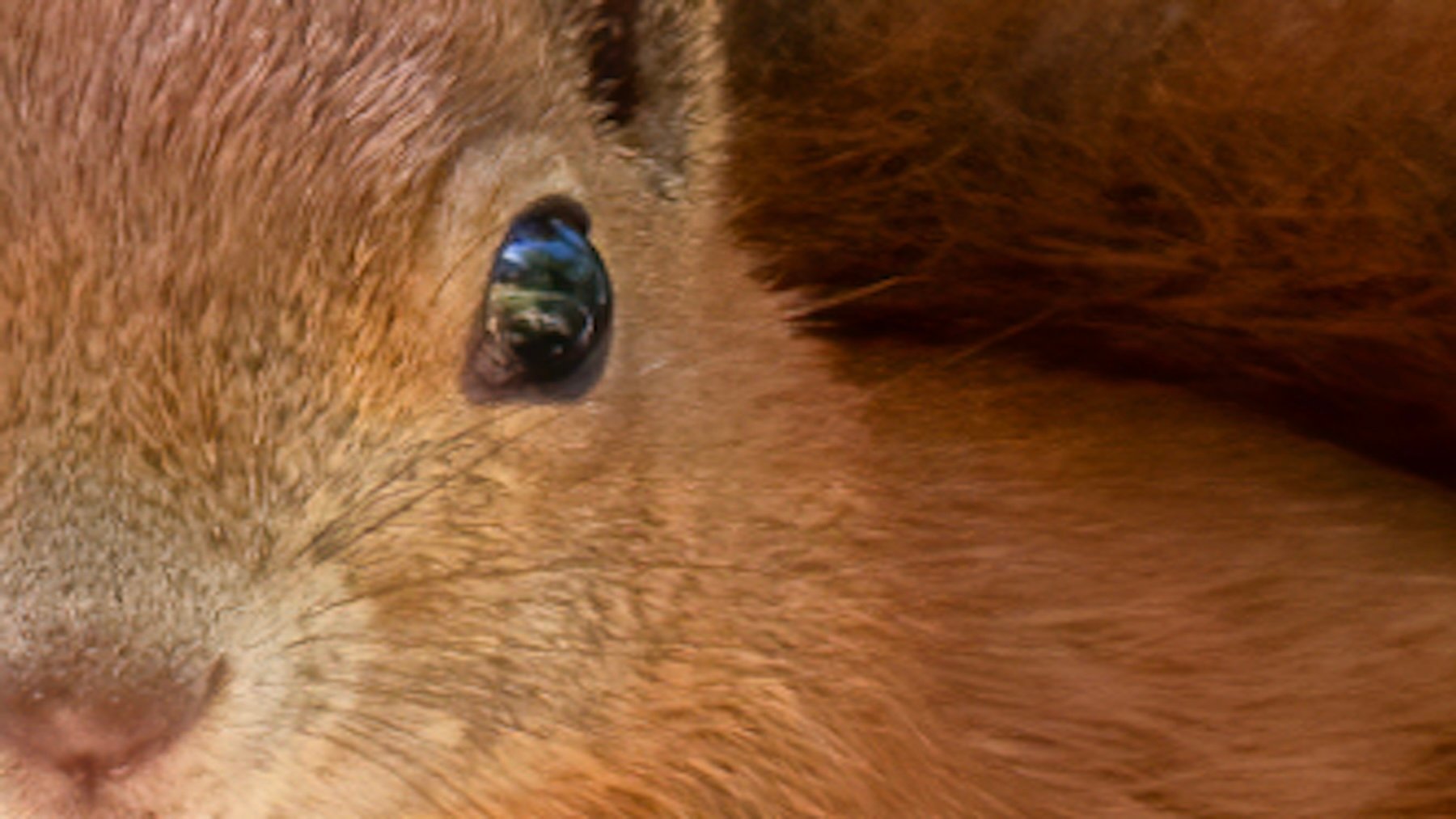 Sciurus vulgaris. Imagen: Rhododendrites.