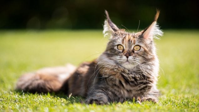 Razas de gato