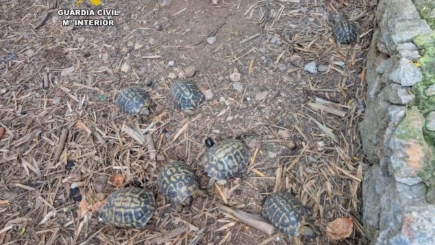 Denunciado en Sant Llorenç por tener 18 tortugas protegidas en el jardín de su casa