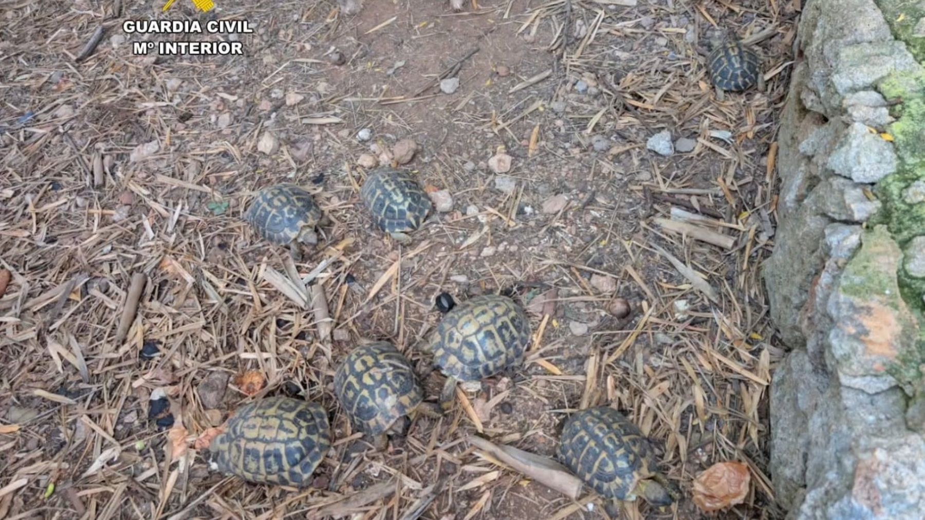 Tortugas incautadas en Sant Llorenç.