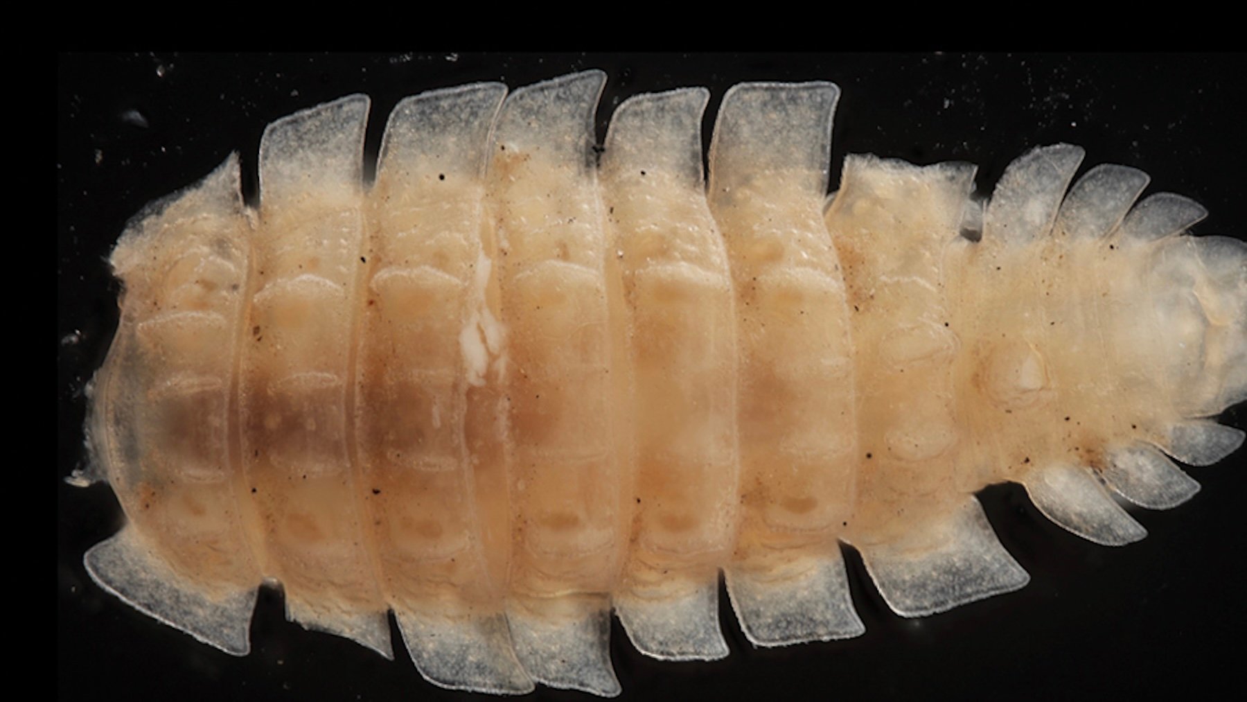 Un investigador español descubre una nueva especie animal mientras trabajaba en un yacimiento romano