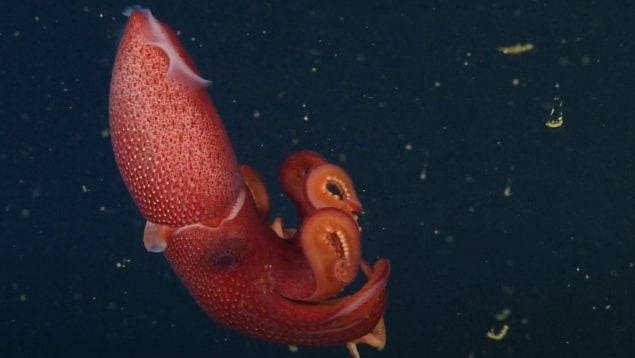 Calamares, animal, océano, curiosidades