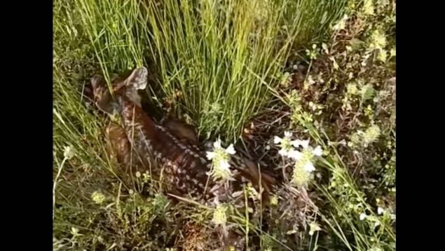 Animal, curiosidades, fauna