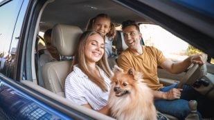 Perro en el coche