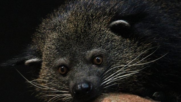Animal, fauna, curiosidades