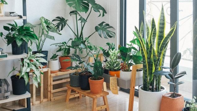 Plantas