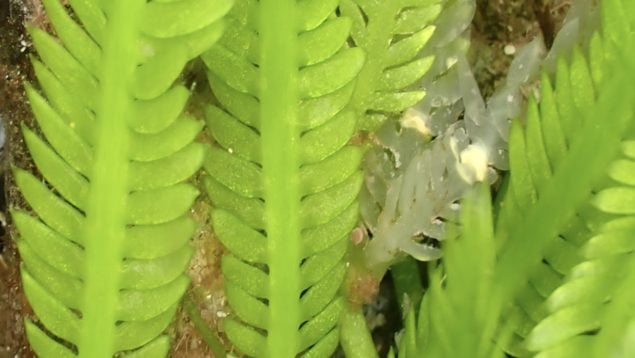 Caulerpa Taxifolia, algas, especie invasora