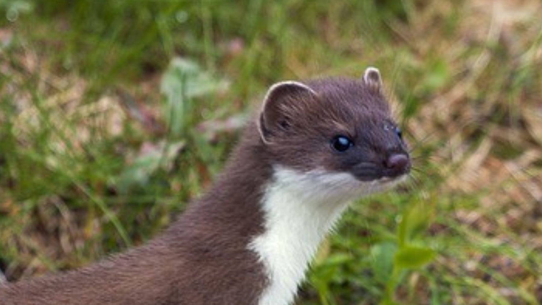 Comadreja. Foto: Zoológico El Bosque