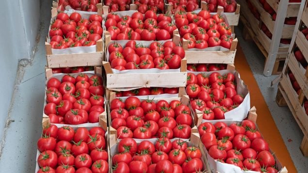 tomates cherry, marruecos, Sahara, España, agricultura