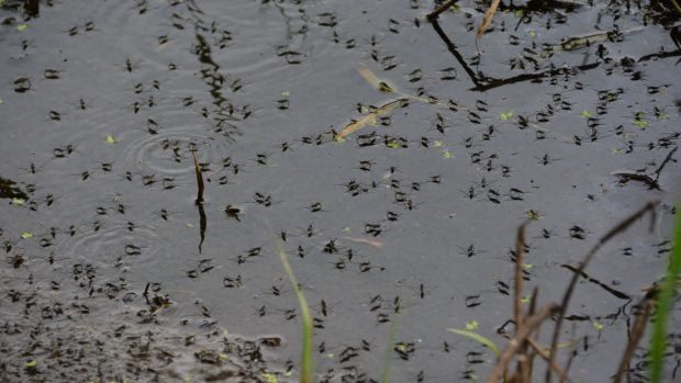insectos en charca