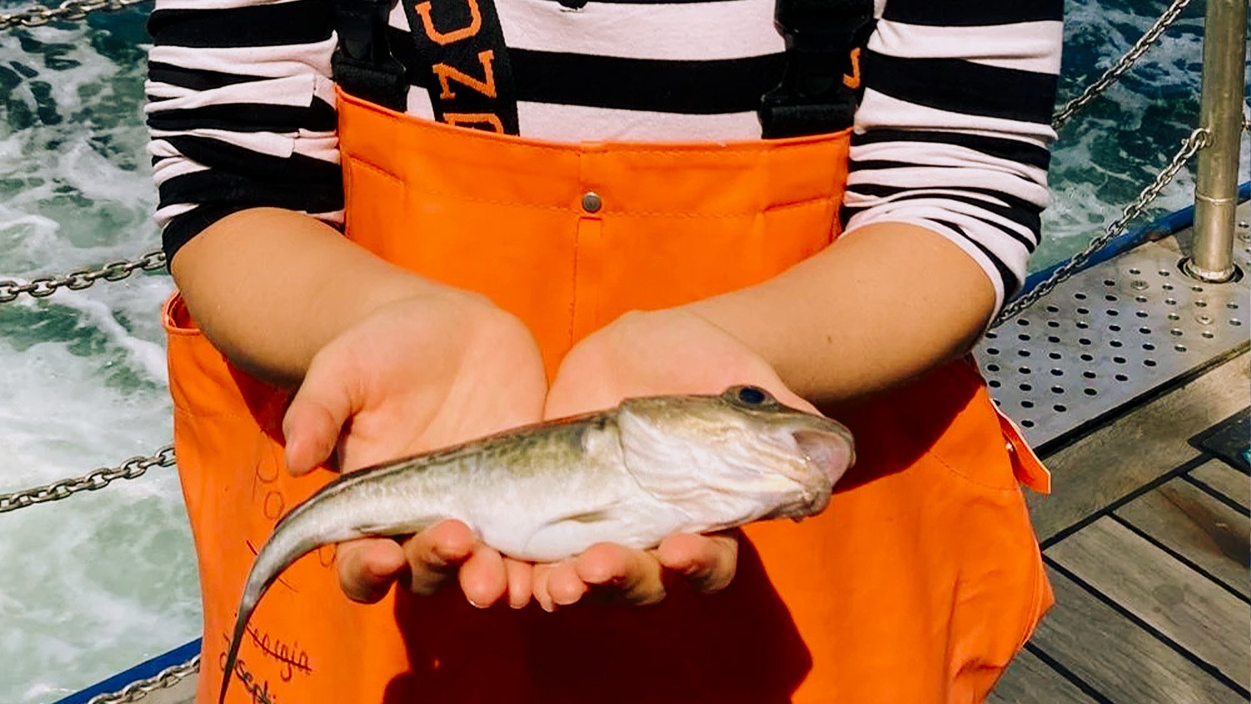 Investigadora con un bacalao del Báltico en sus manos. Foto:  Thorsten Reusch de Geomar.