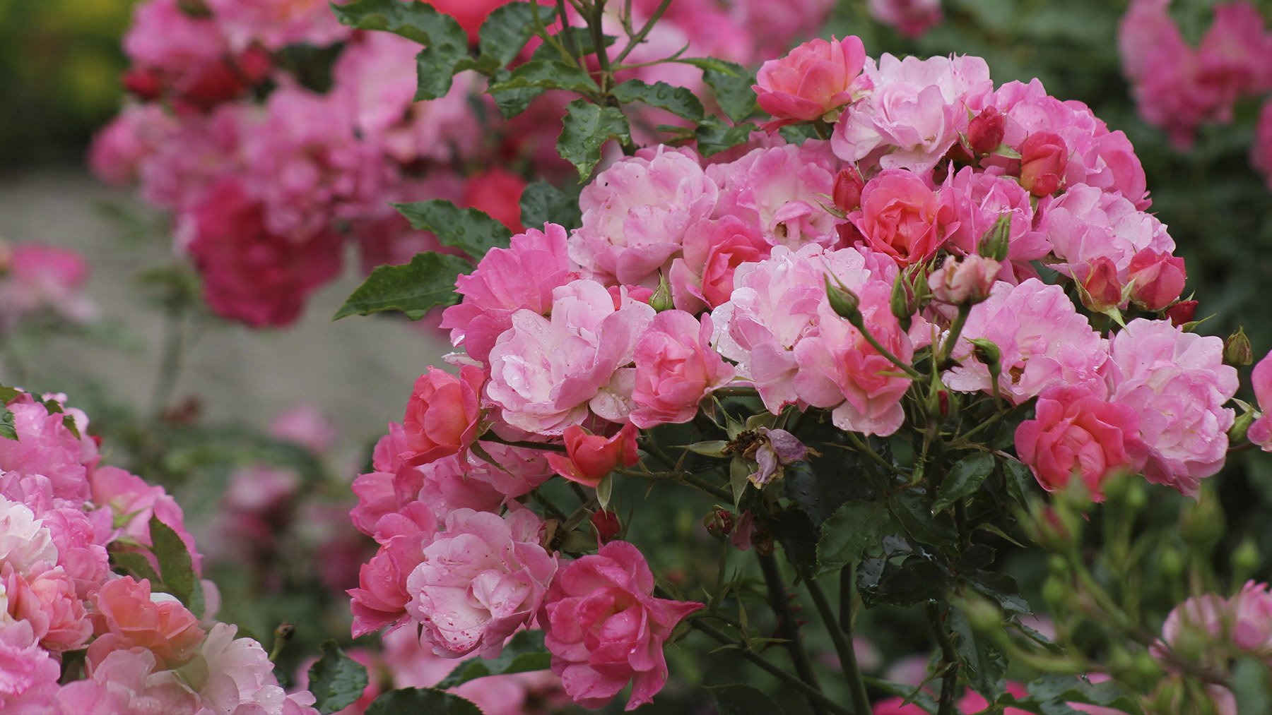 Rosal florecido. Foto: Pexels.