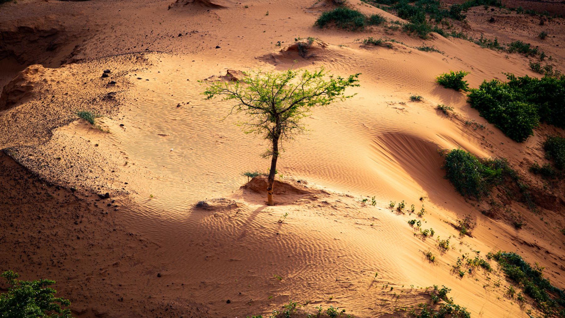 Árbol creciendo en una pequeña duna a las afueras de Niamey, capital de Níger, en África.