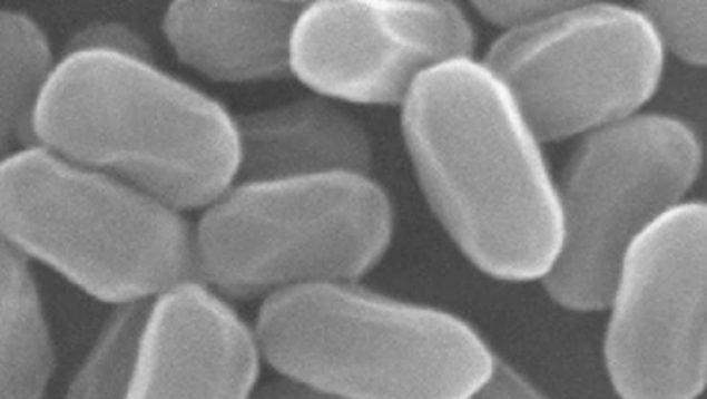 bacteria, descubrimiento, ciencia
