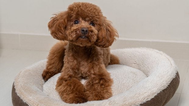 caniche