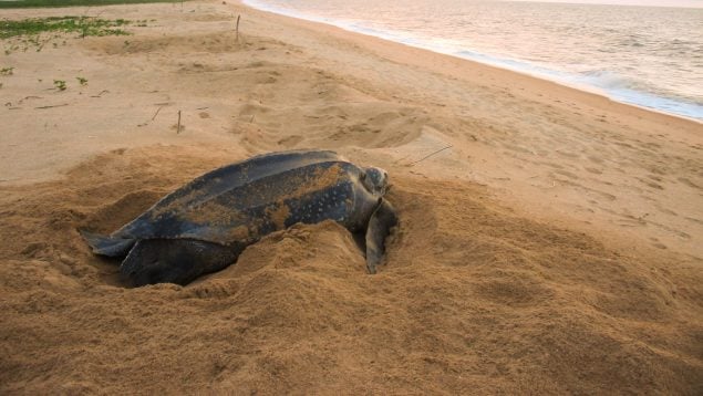 Tortugas más grandes del mundo