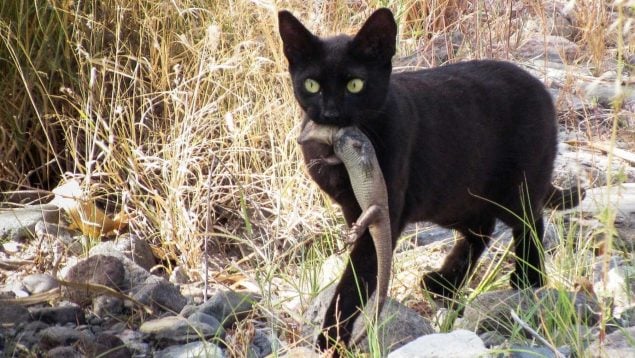 Gatos asilvestrados, animales, naturaleza