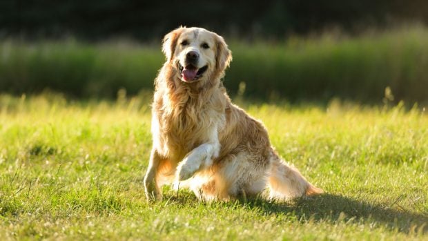 Golden retriever