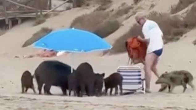 Jabalíes, animales, Marbella