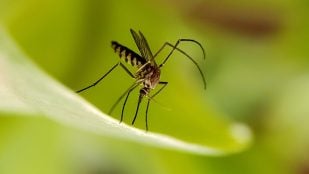 Mosquitos