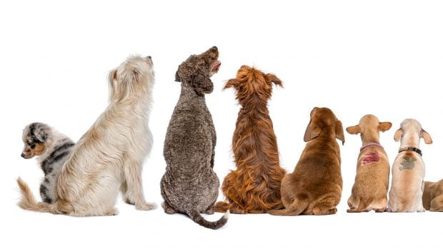 perros