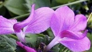 Plantas, flores, ciencia