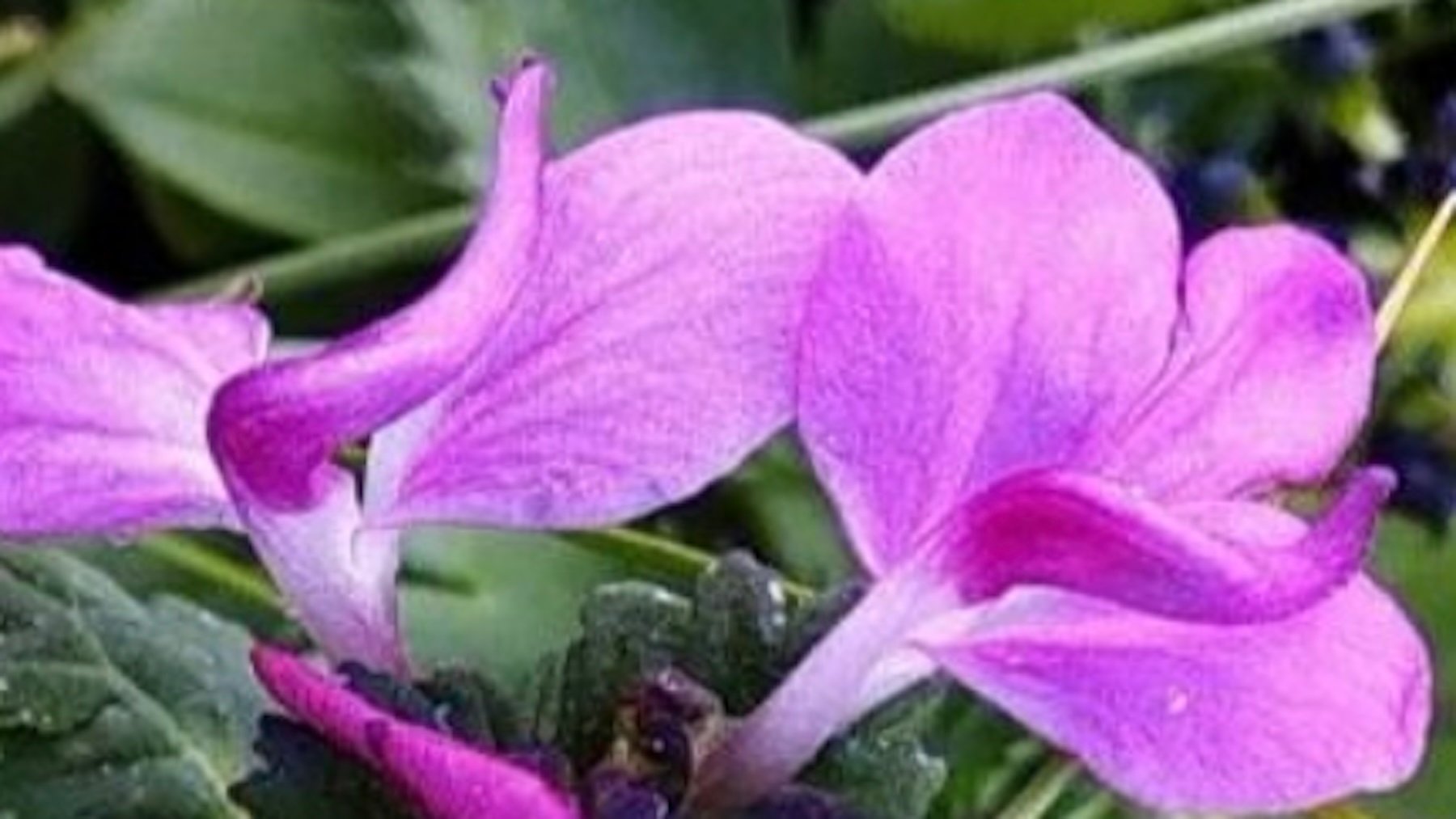 Pedicularis rajeshiana. Imagen: Garg.
