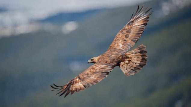 Águila real, Valencia, Enguera, aves