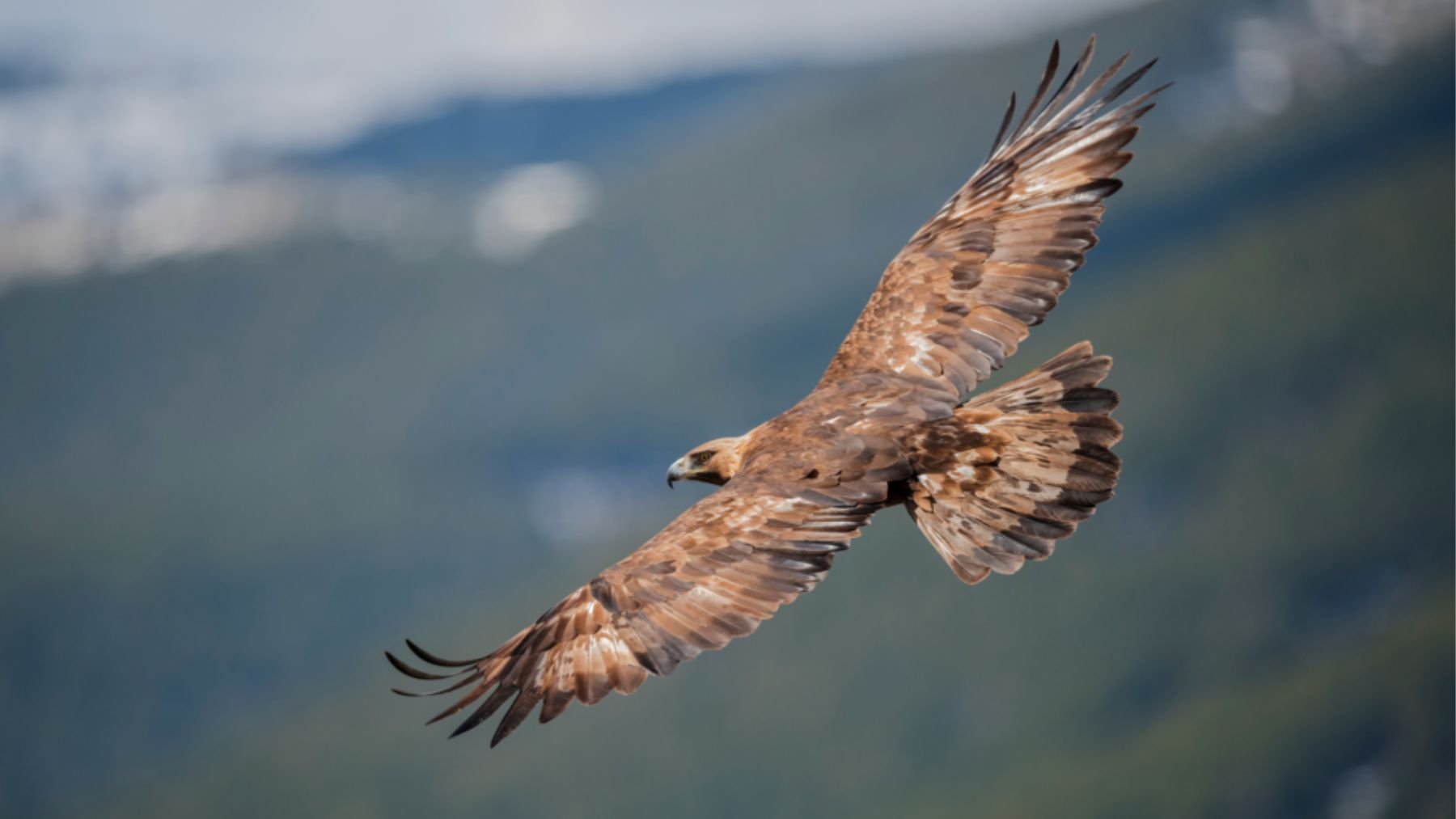 Águila real. Foto: Enguera Sostenible