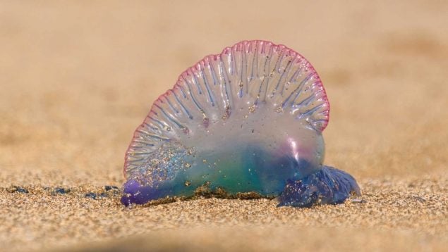 Medusas
