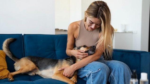 Perros, animales, mascotas