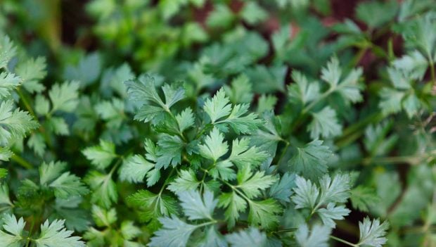 Recetas con cilantro