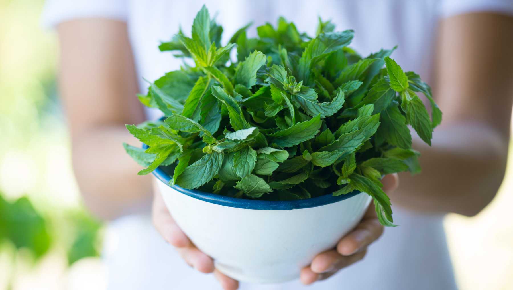Recetas con hierbabuena.