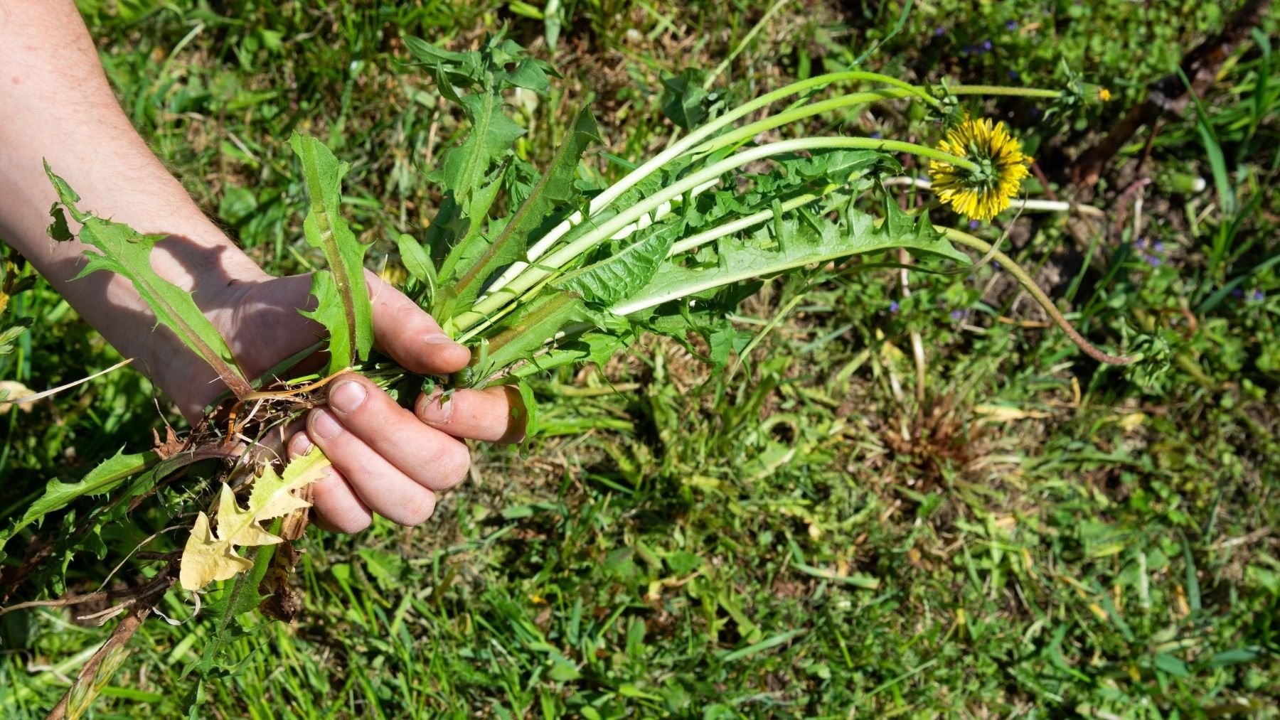 Sólo necesitas una caja de cartón: el truco secreto de los jardineros para acabar con las malas hierbas rápidamente