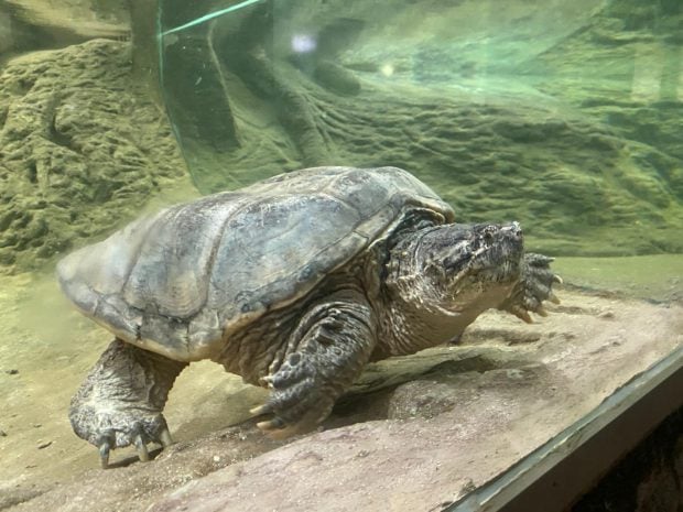 Tortuga en el Safari Park