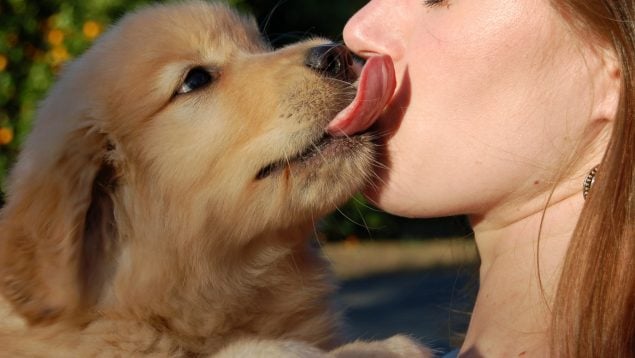 El perro te chupa