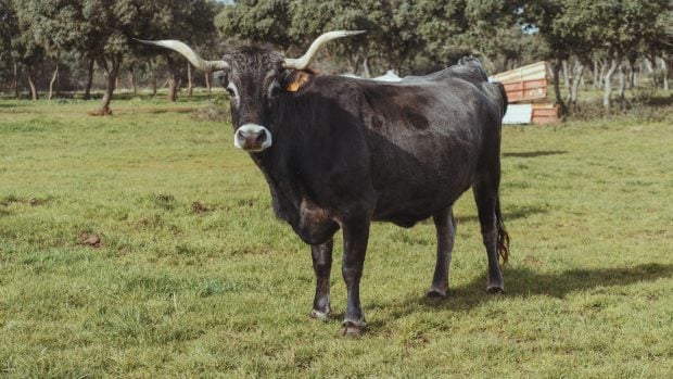 Vaca