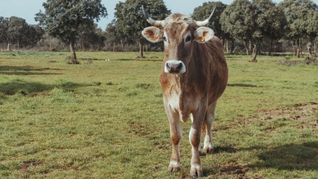 Vaca Bous Taurozos