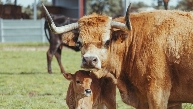 vaca y ternero