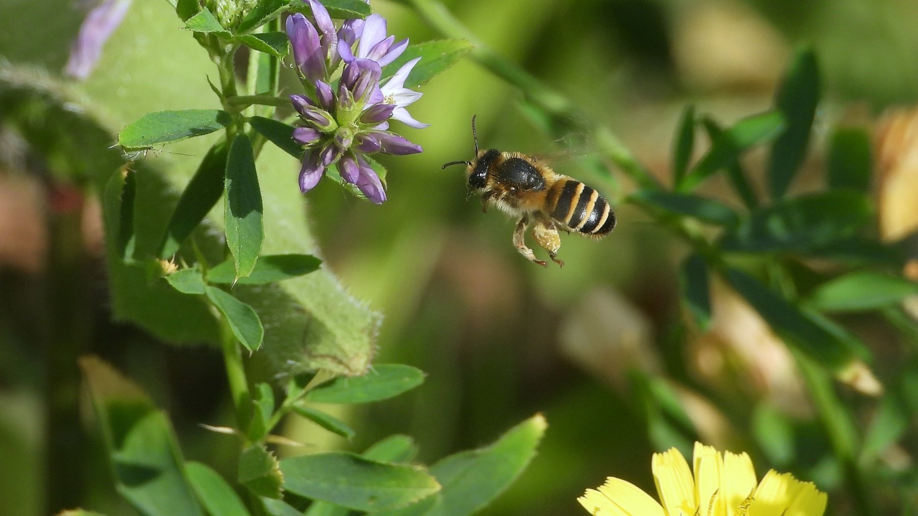 Muere un hombre de 63 años tras sufrir un brutal ataque de abejas en una explotación apícola de Teruel